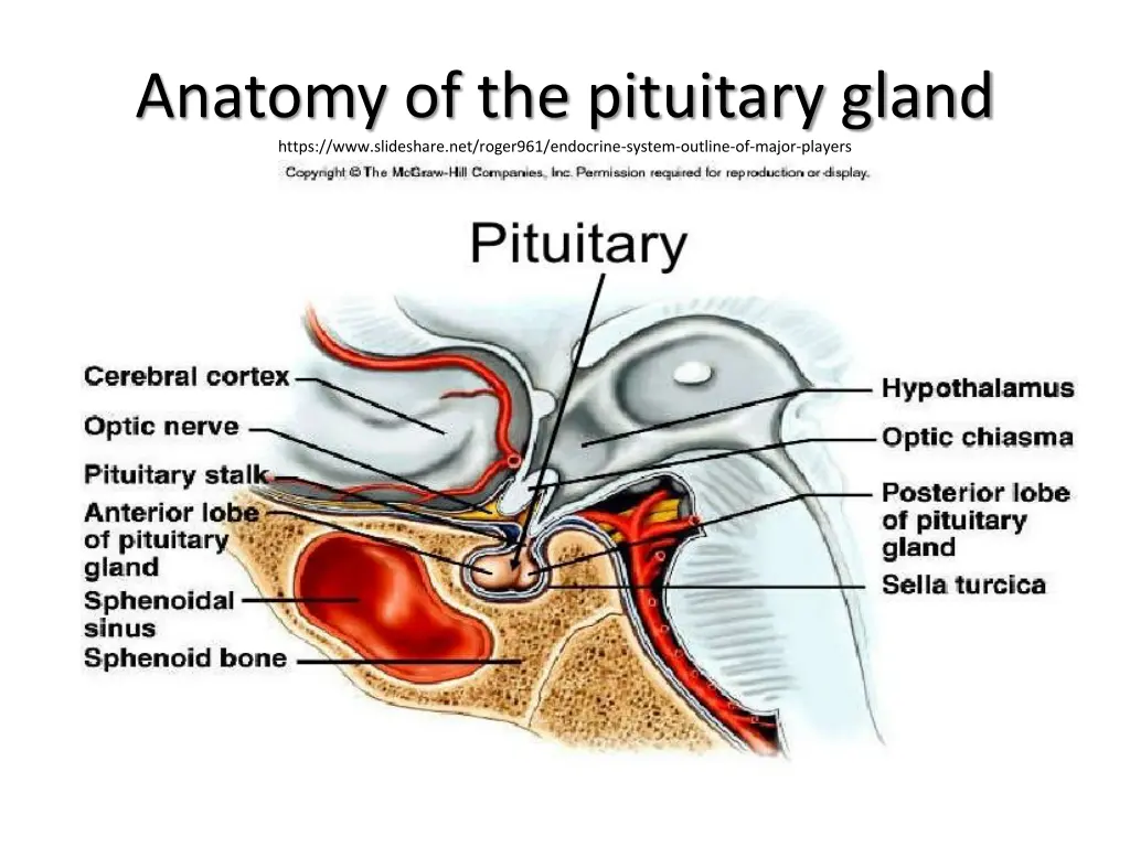 anatomy of the pituitary gland https