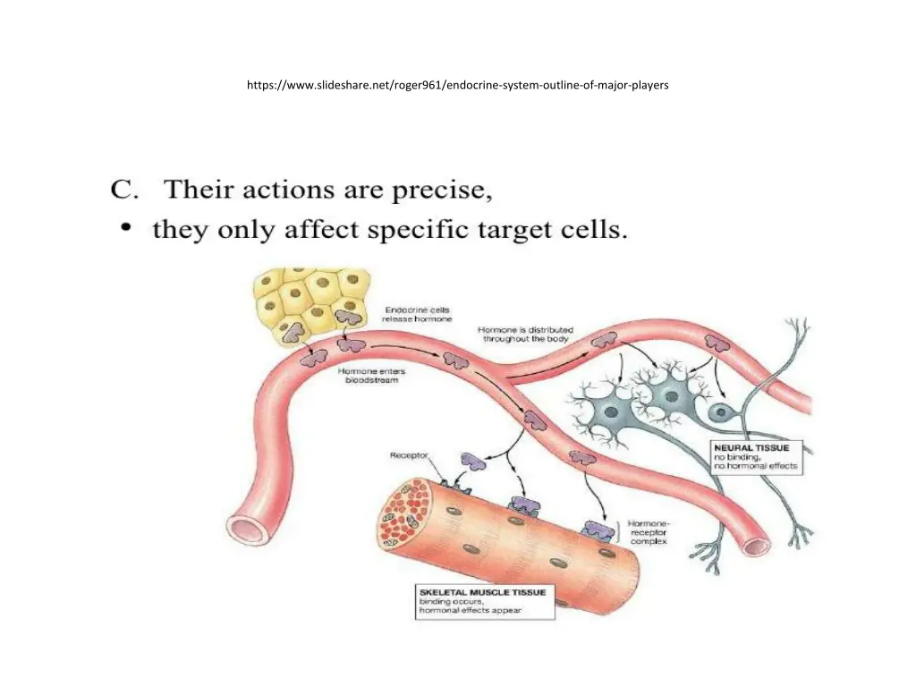 https www slideshare net roger961 endocrine