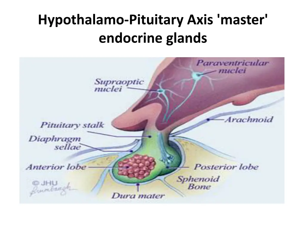 hypothalamo pituitary axis master endocrine glands