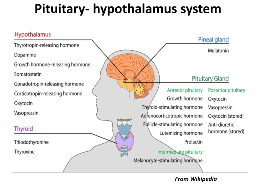 pituitary hypothalamus system 1