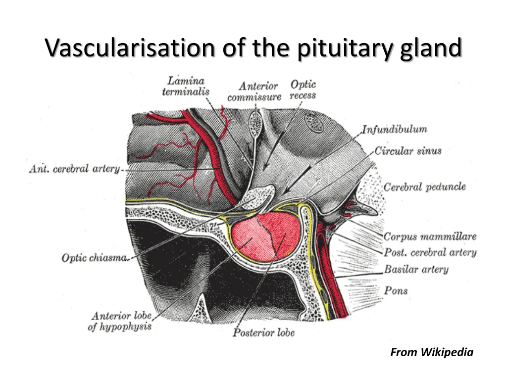 vascularisation of the pituitary gland