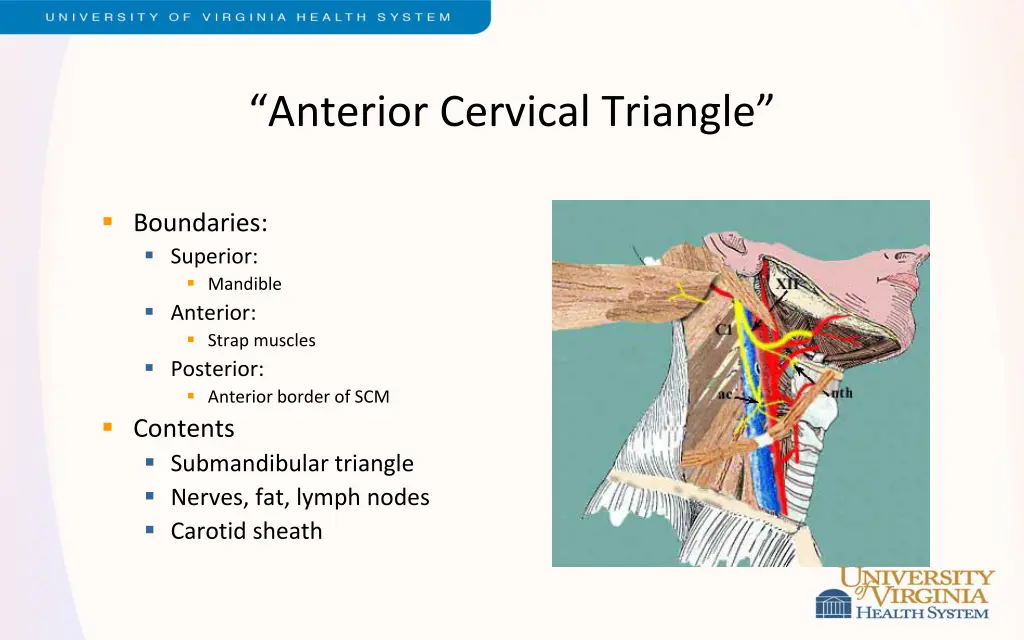 anterior cervical triangle