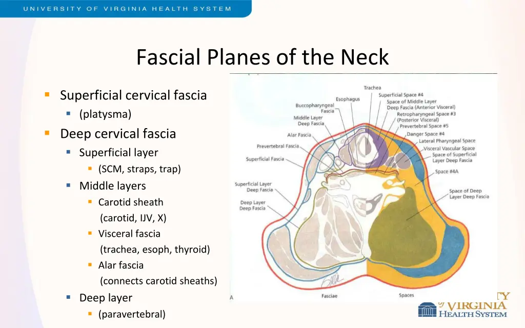 fascial planes of the neck