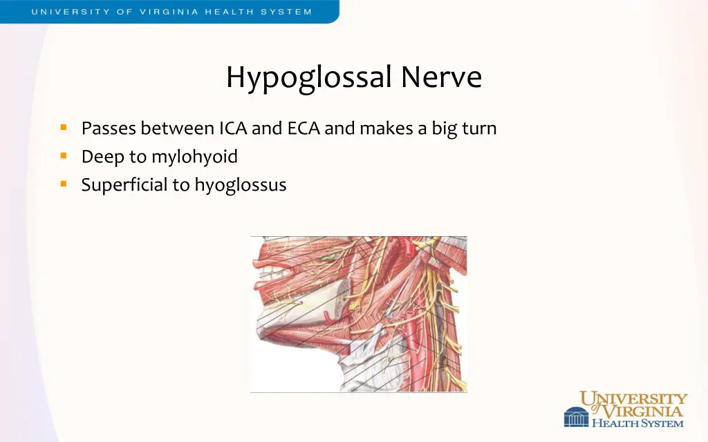 hypoglossal nerve