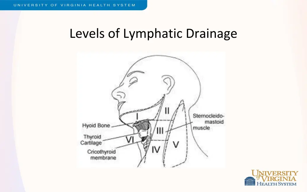 levels of lymphatic drainage