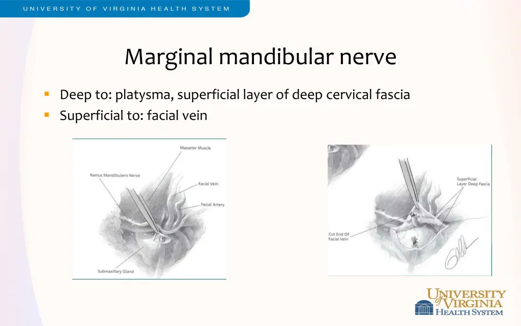 marginal mandibular nerve