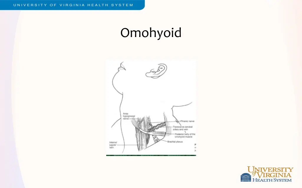 omohyoid 1