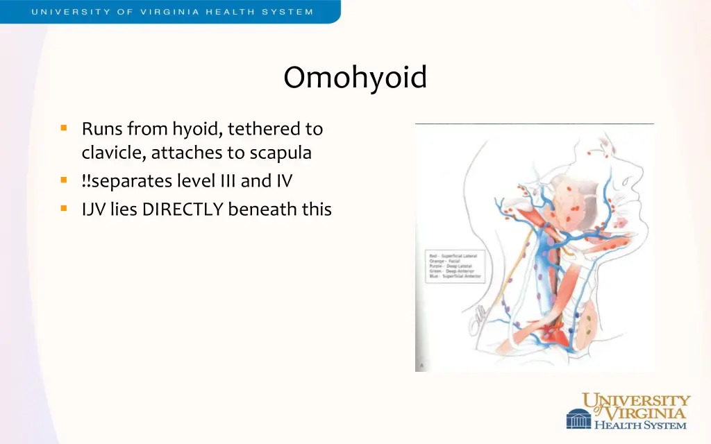 omohyoid