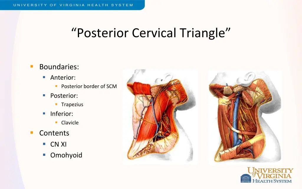 posterior cervical triangle