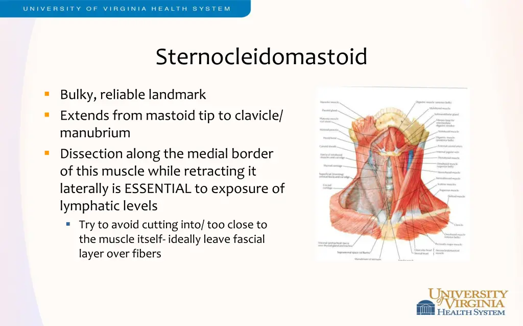 sternocleidomastoid