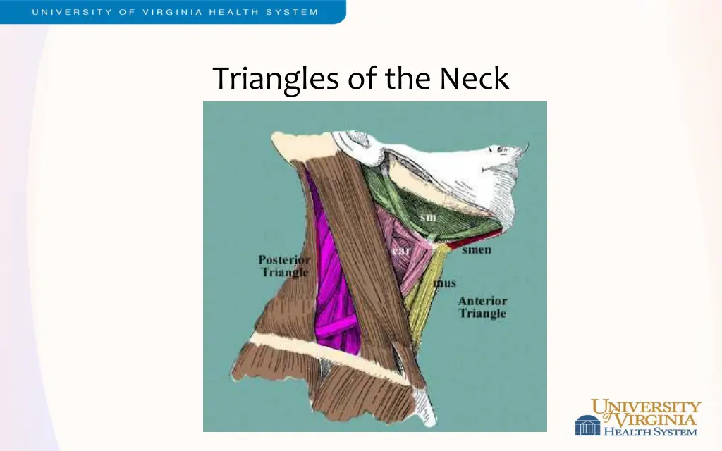 triangles of the neck