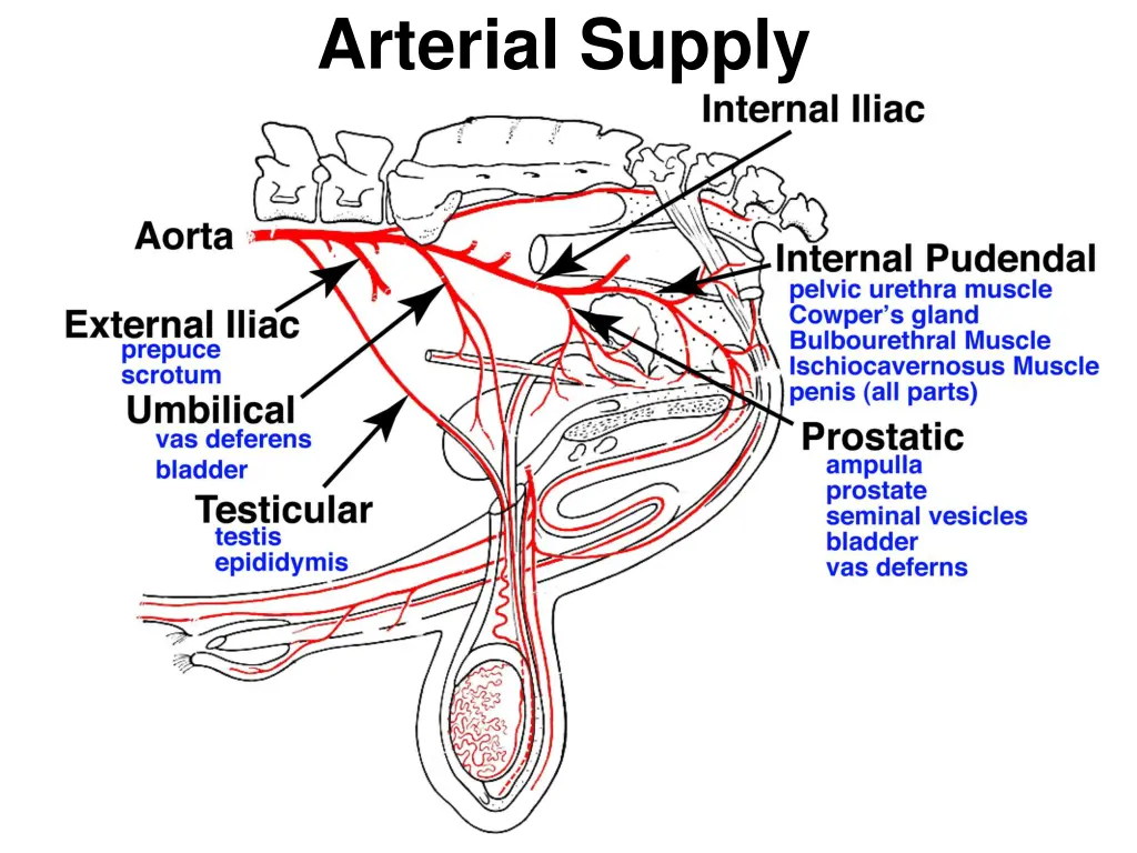 arterial supply