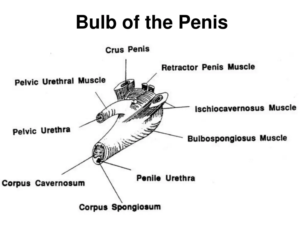 bulb of the penis