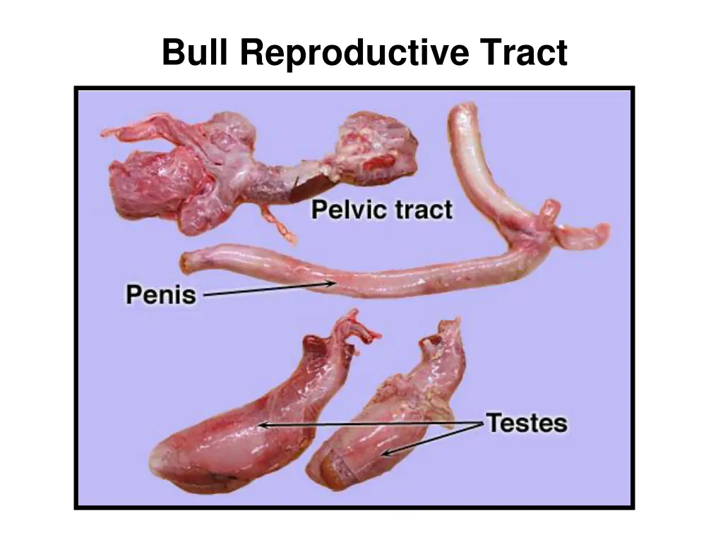 bull reproductive tract