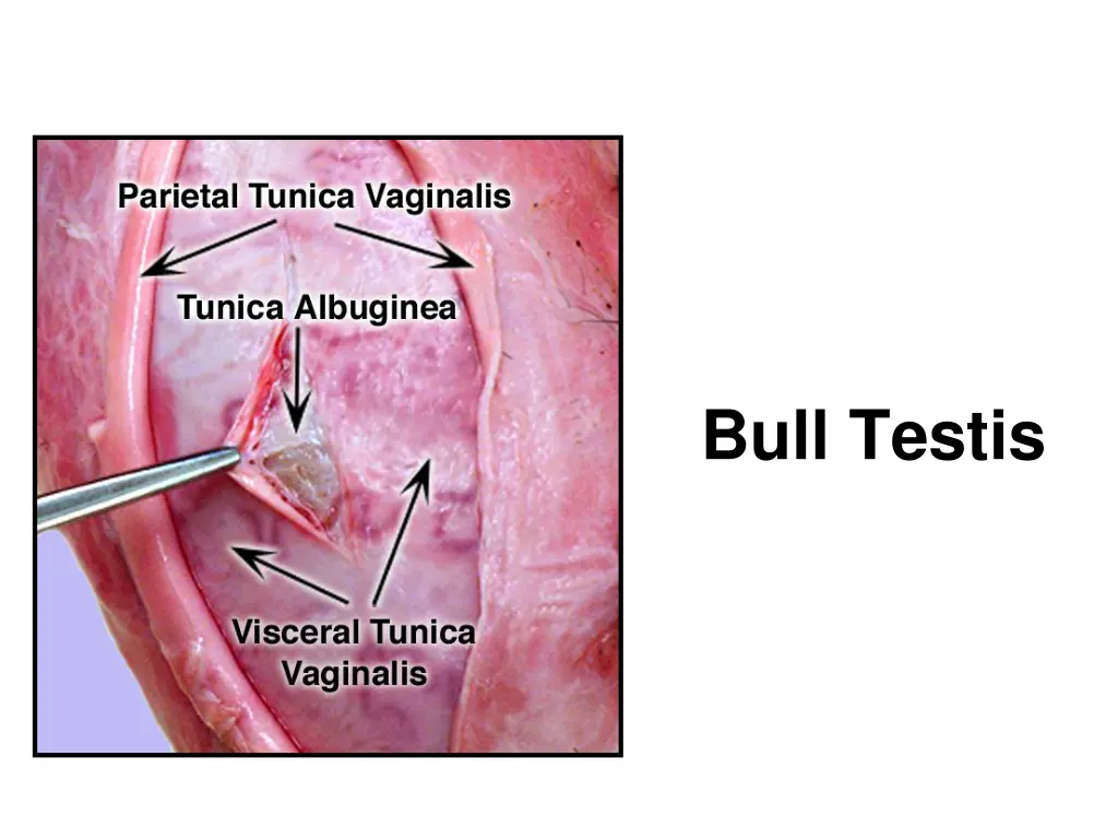 bull testis