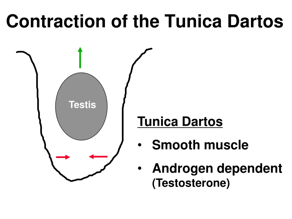 contraction of the tunica dartos