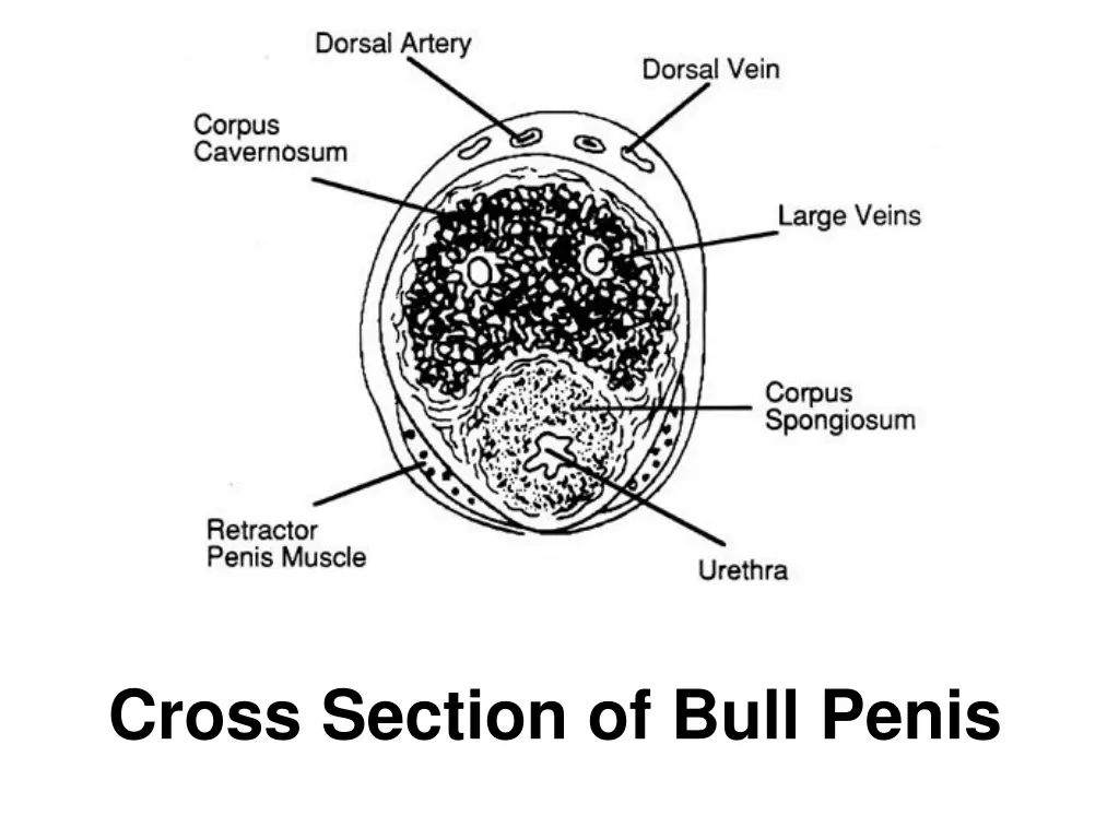 cross section of bull penis