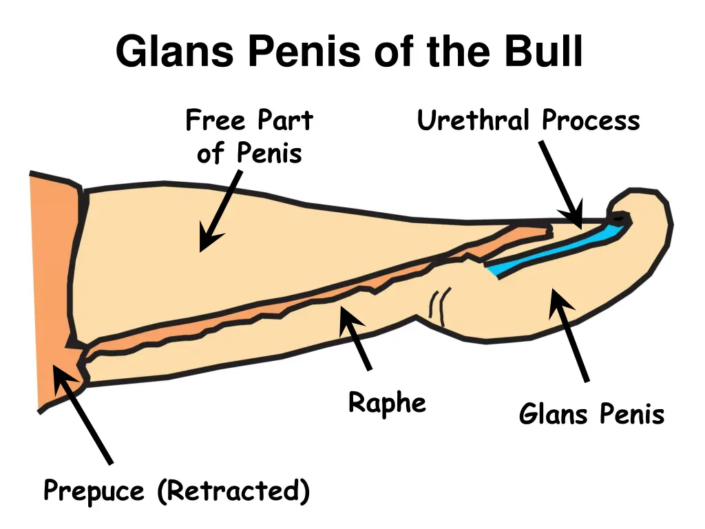 glans penis of the bull