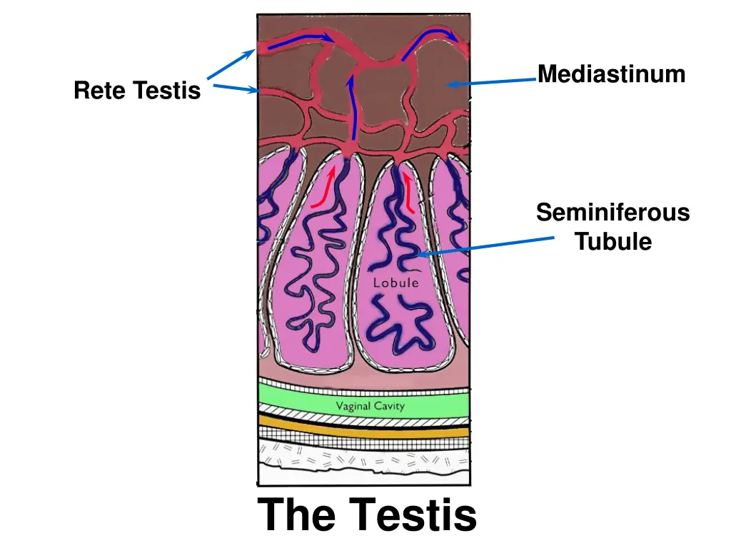 mediastinum