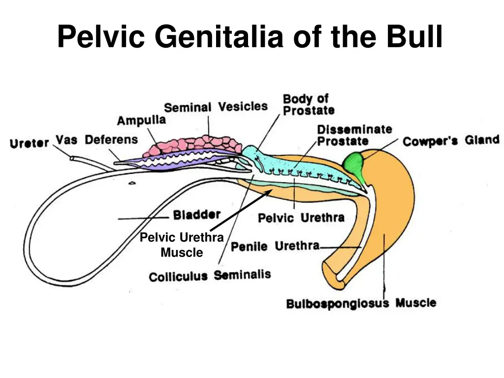 pelvic genitalia of the bull