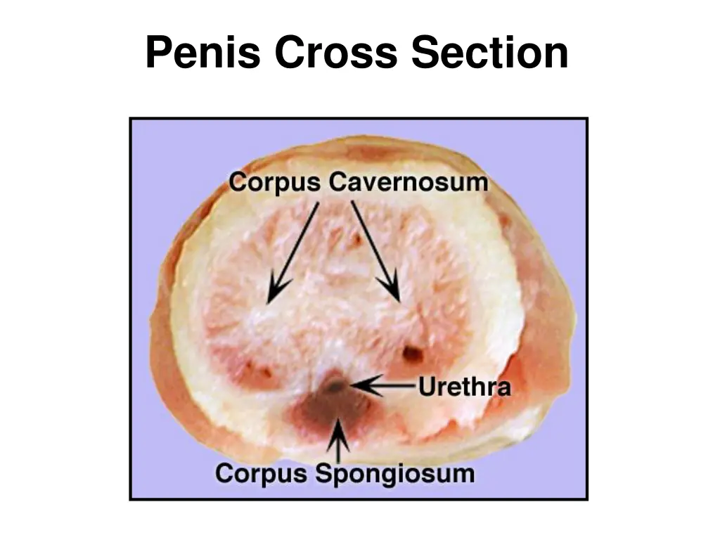 penis cross section