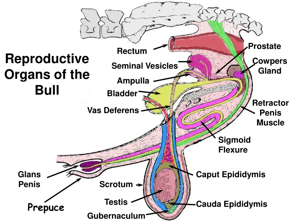 prostate 1