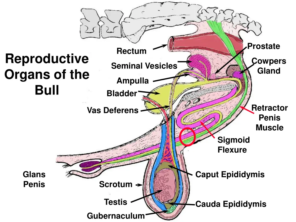 prostate