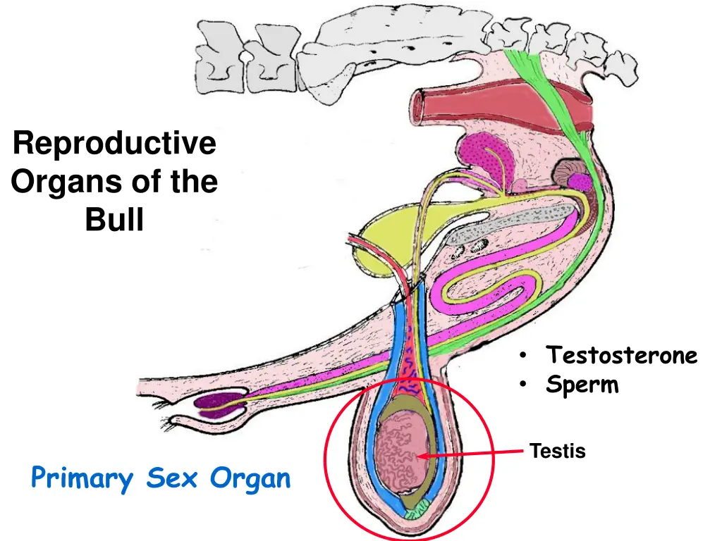 reproductive organs of the bull 1