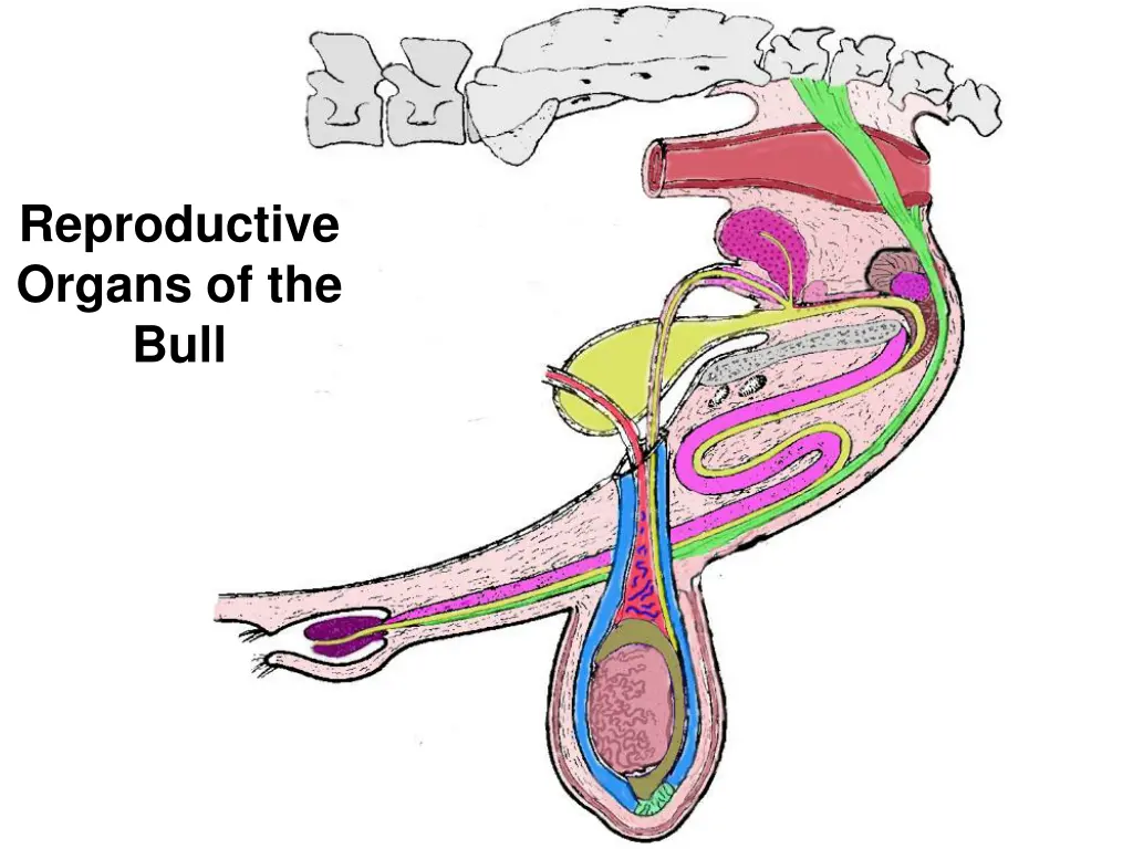 reproductive organs of the bull