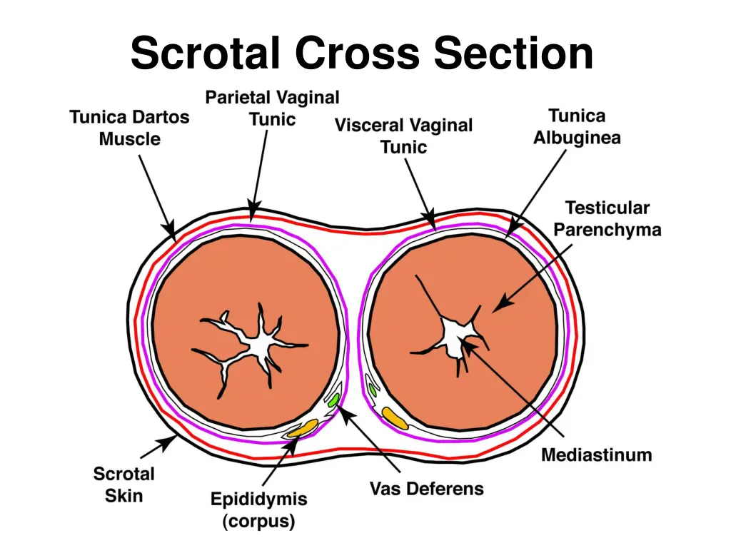 scrotal cross section