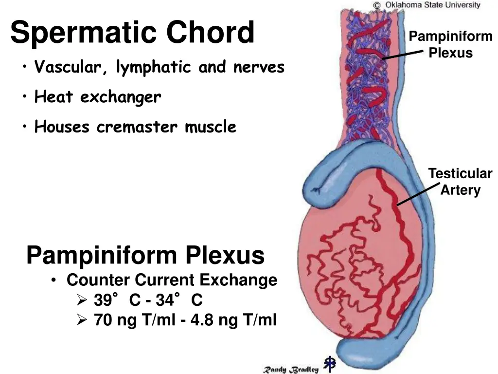 spermatic chord vascular lymphatic and nerves