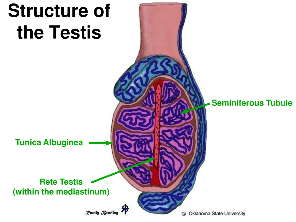 structure of the testis 1