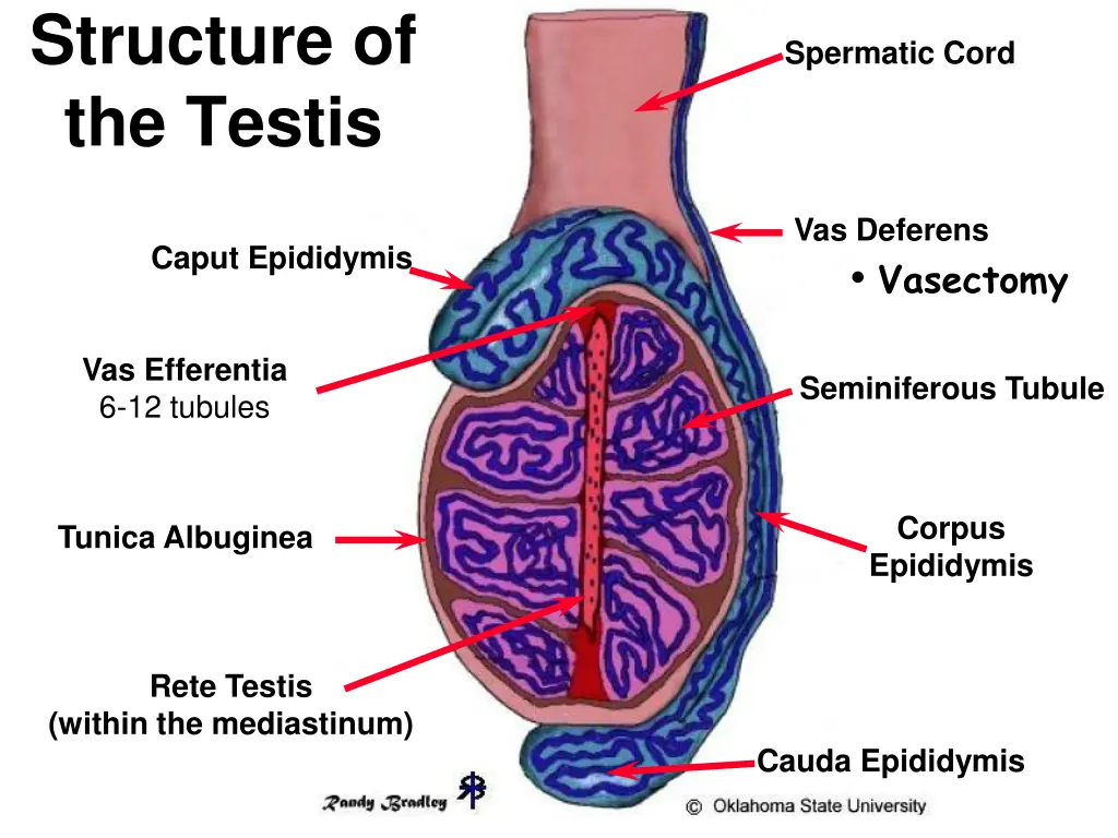 structure of the testis 2