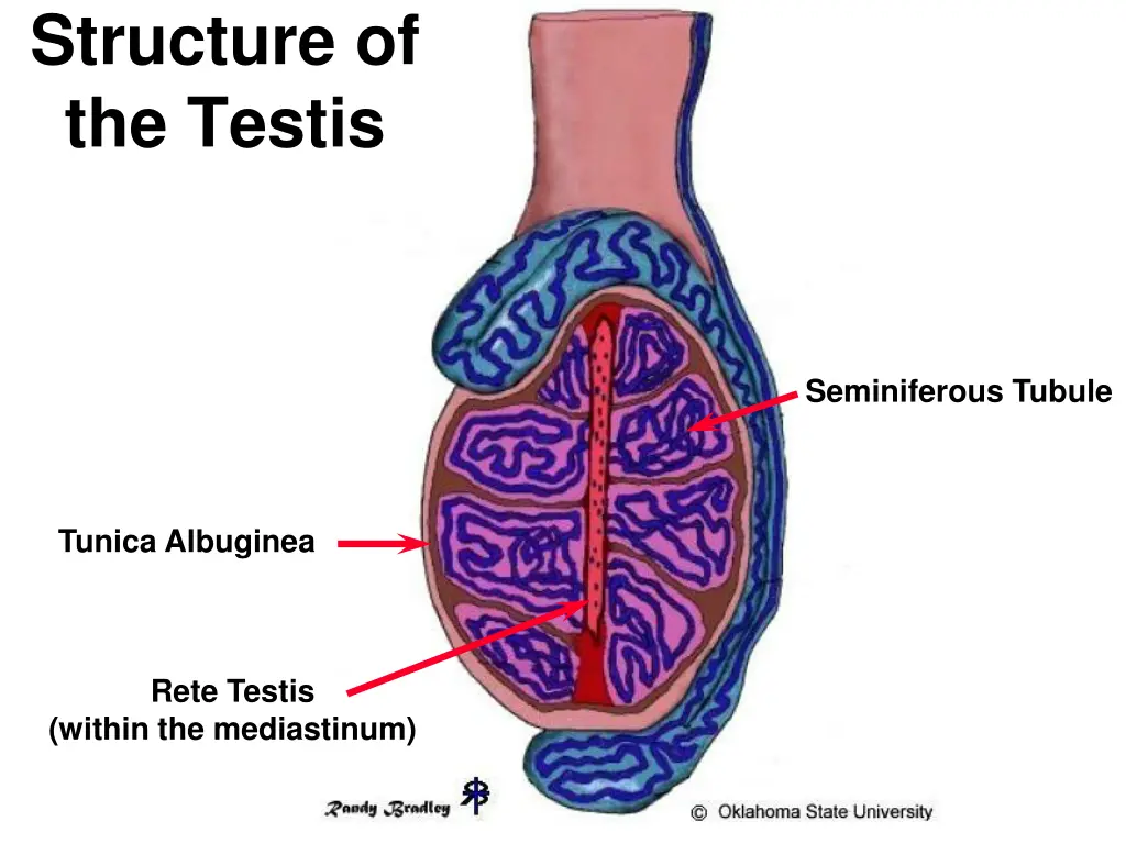 structure of the testis