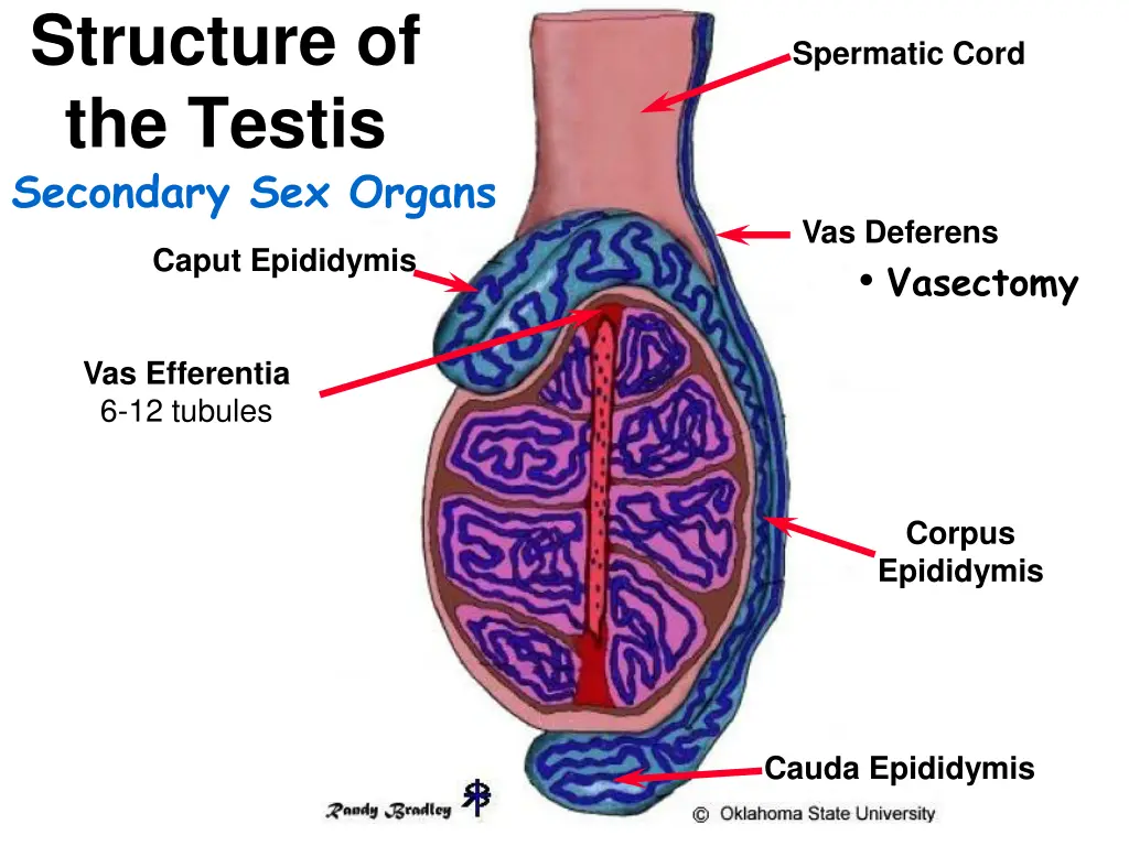 structure of the testis secondary sex organs