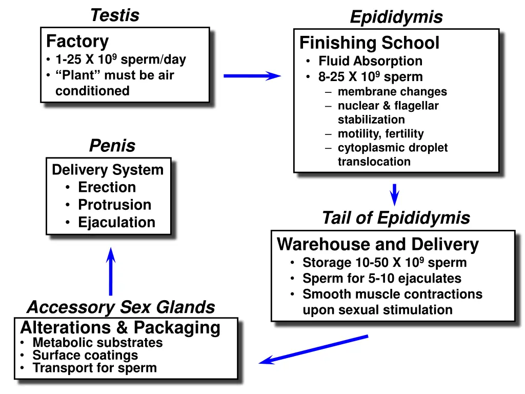 testis