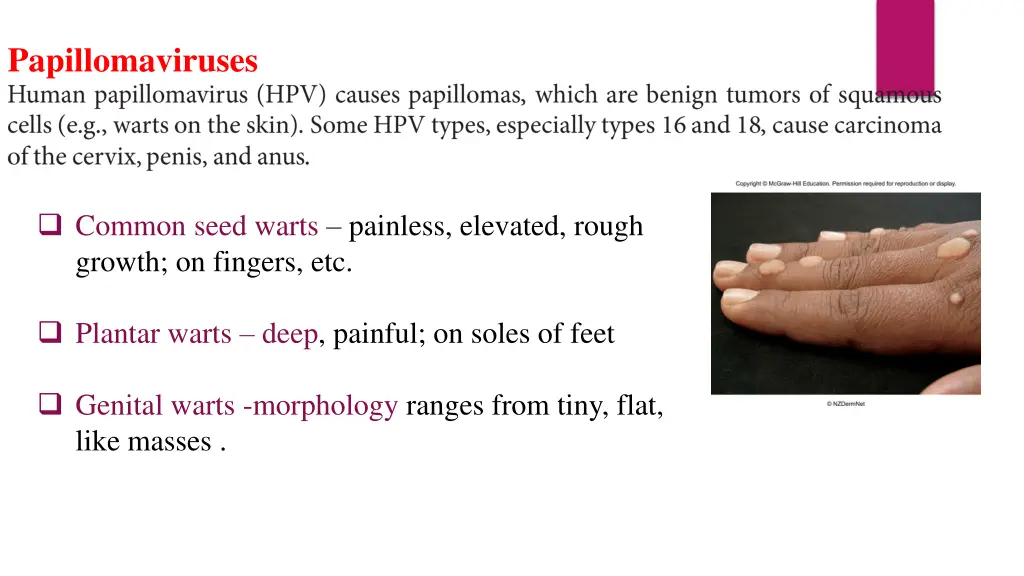 papillomaviruses