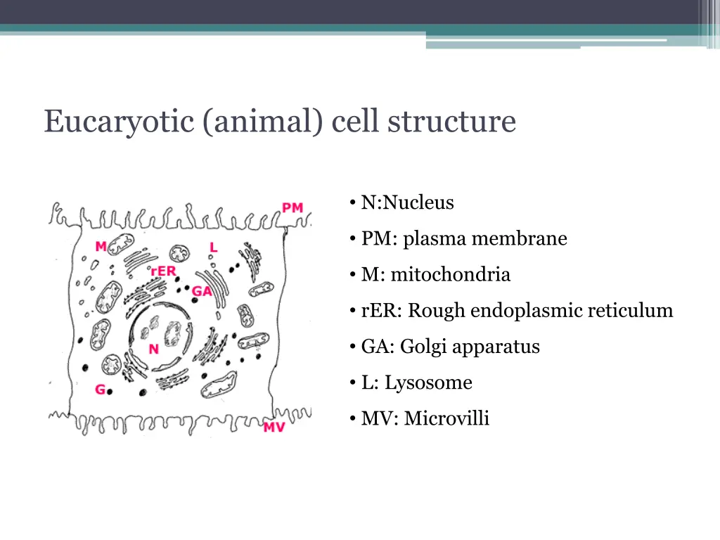 eucaryotic animal cell structure