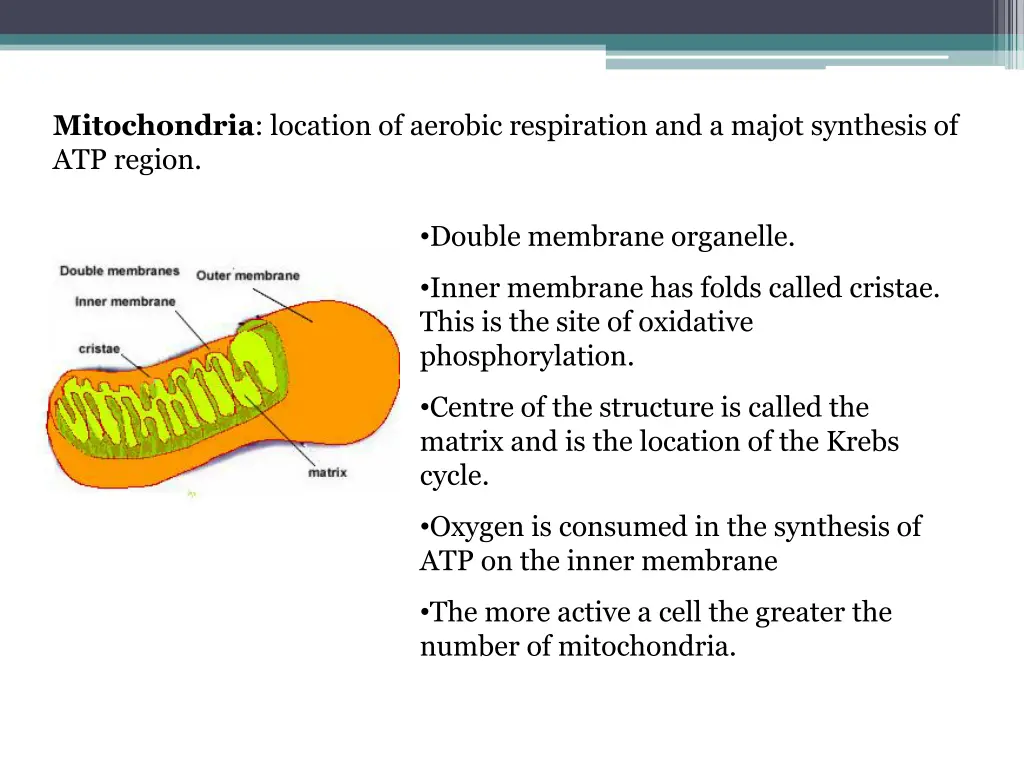 mitochondria location of aerobic respiration