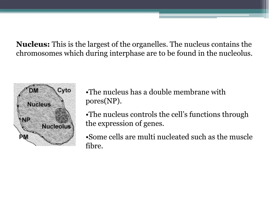 nucleus this is the largest of the organelles