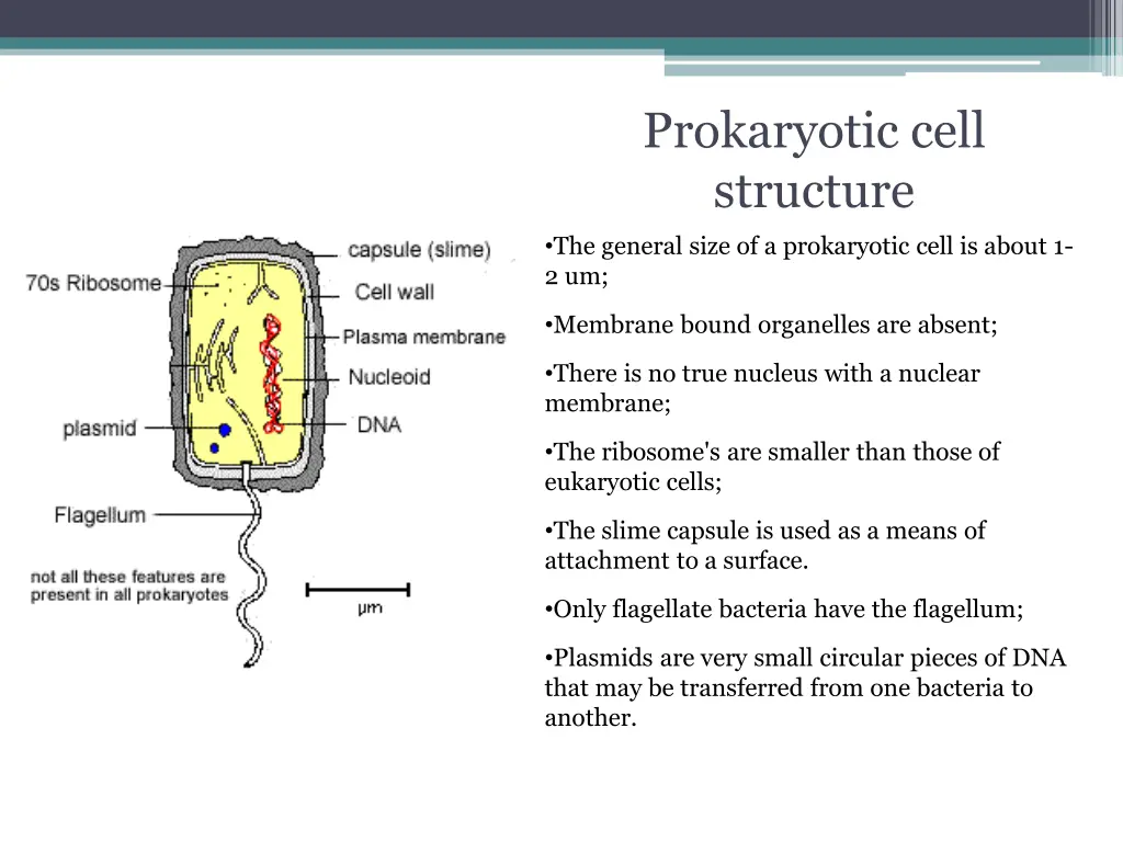 prokaryotic cell structure