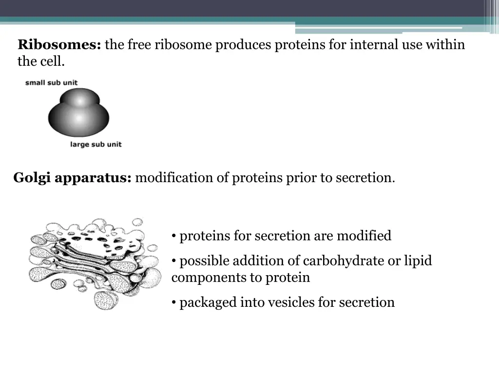 ribosomes the free ribosome produces proteins