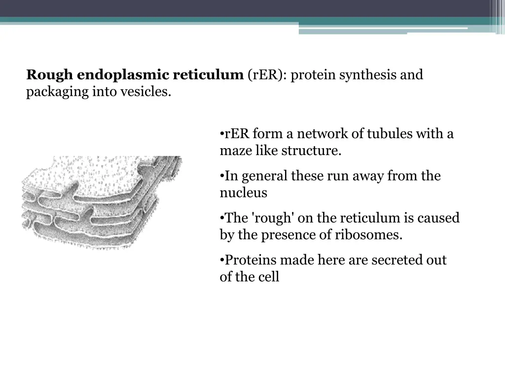 rough endoplasmic reticulum rer protein synthesis