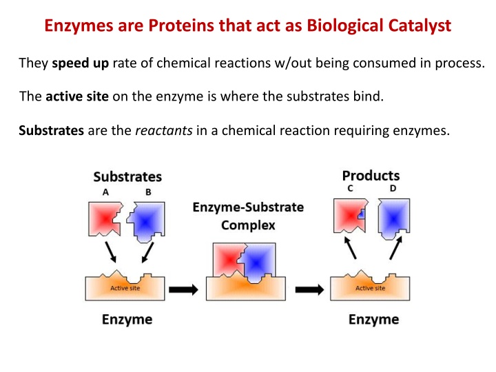 enzymes are proteins that act as biological