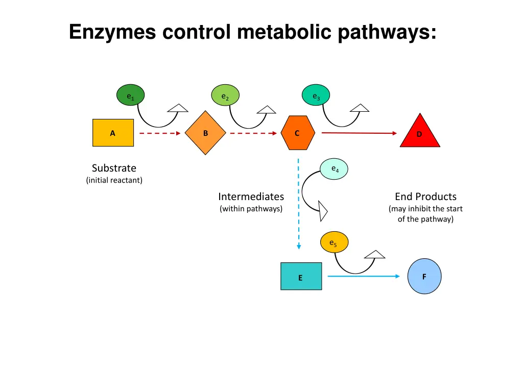 enzymes control metabolic pathways 1