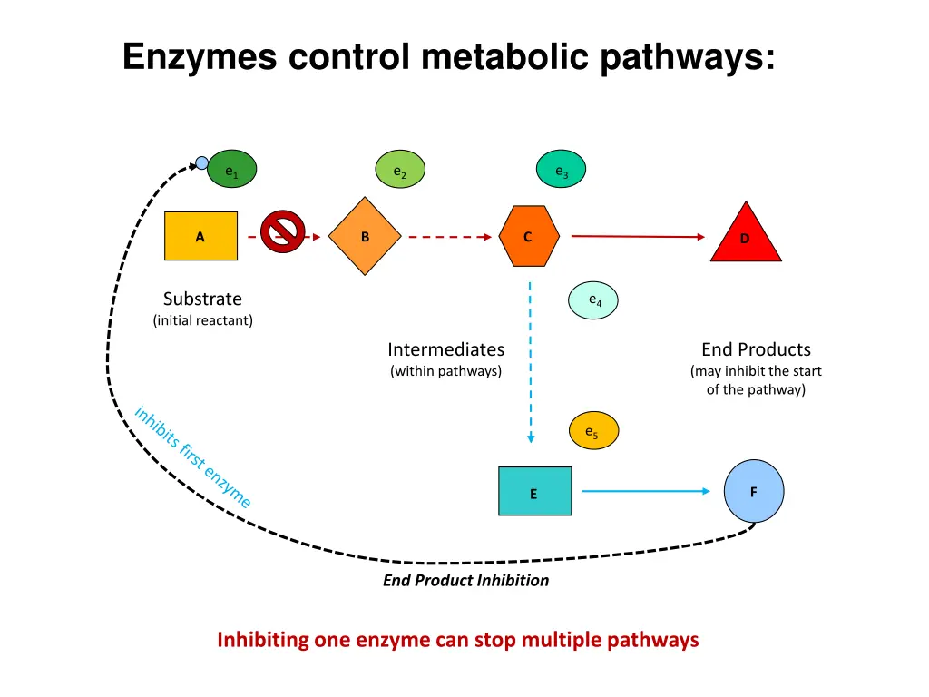 enzymes control metabolic pathways 2