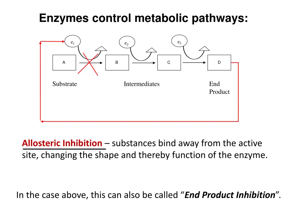 enzymes control metabolic pathways