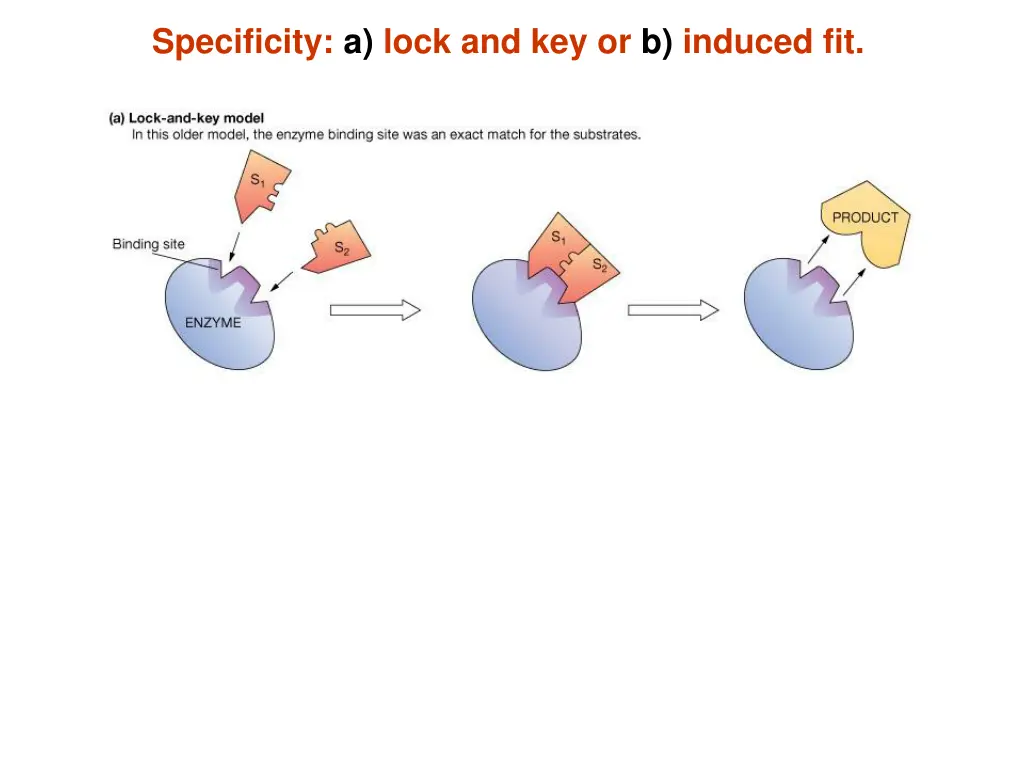 specificity a lock and key or b induced fit