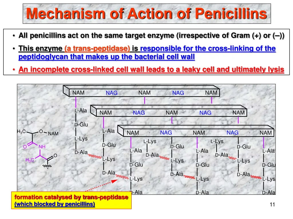 mechanism of action of penicillins 1