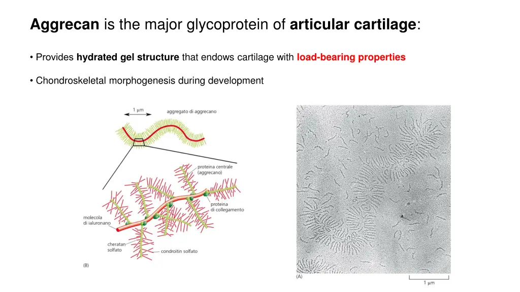 aggrecan is the major glycoprotein of articular